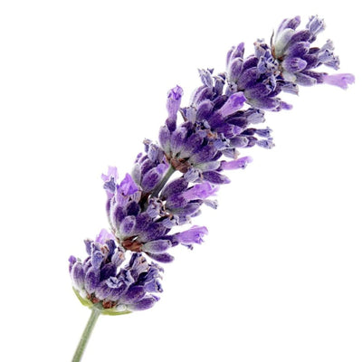 TC Lavender (NHP) 15ml