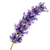TC Lavender (NHP) 50ml